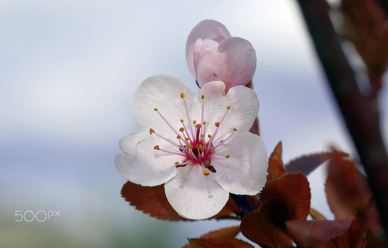 Pentax K10D + smc PENTAX-FA Macro 100mm F2.8 sample photo. Flower 1 photography