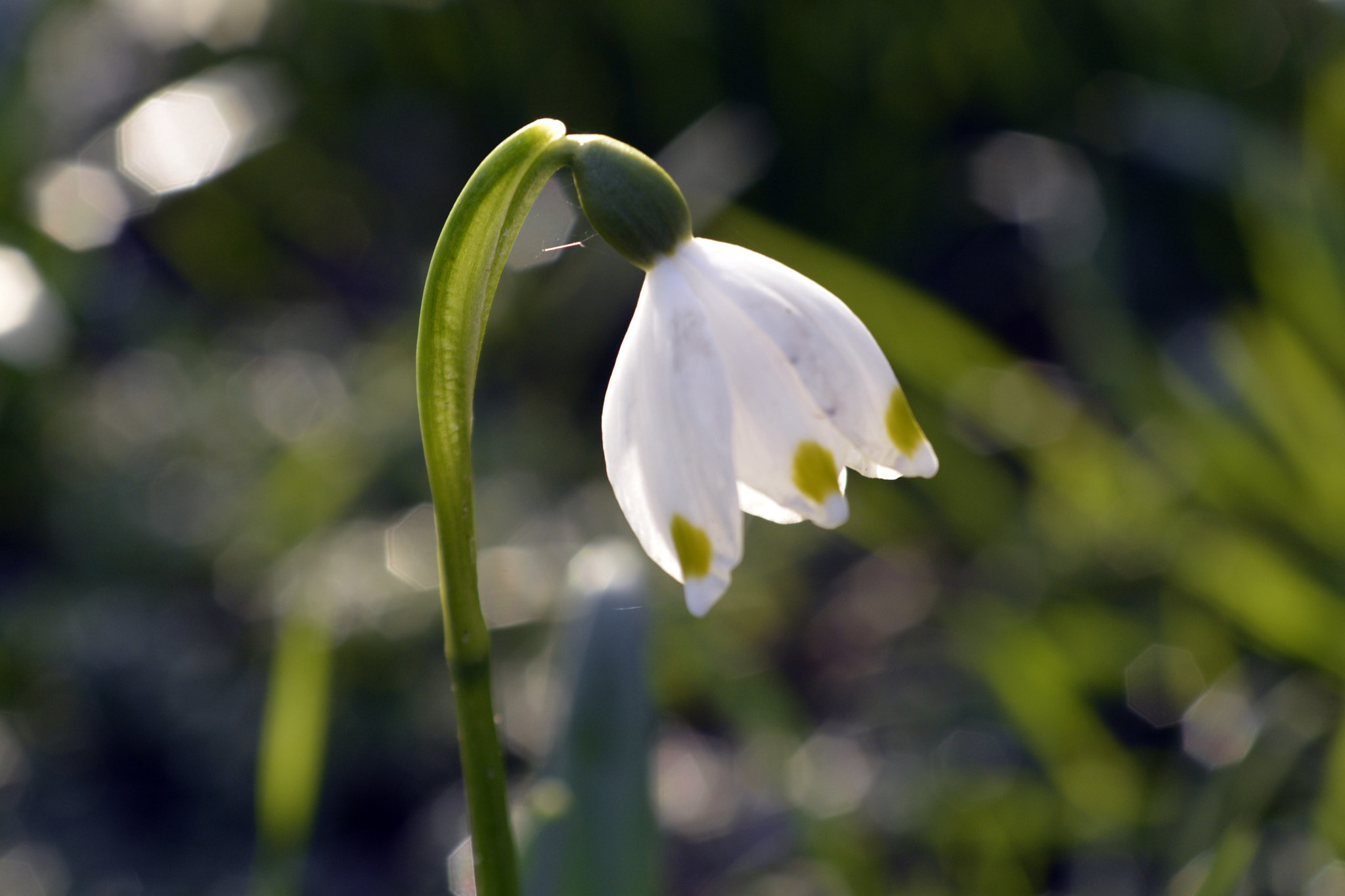 Nikon D7100 + AF Zoom-Nikkor 35-135mm f/3.5-4.5 sample photo. Snowdrop in march photography