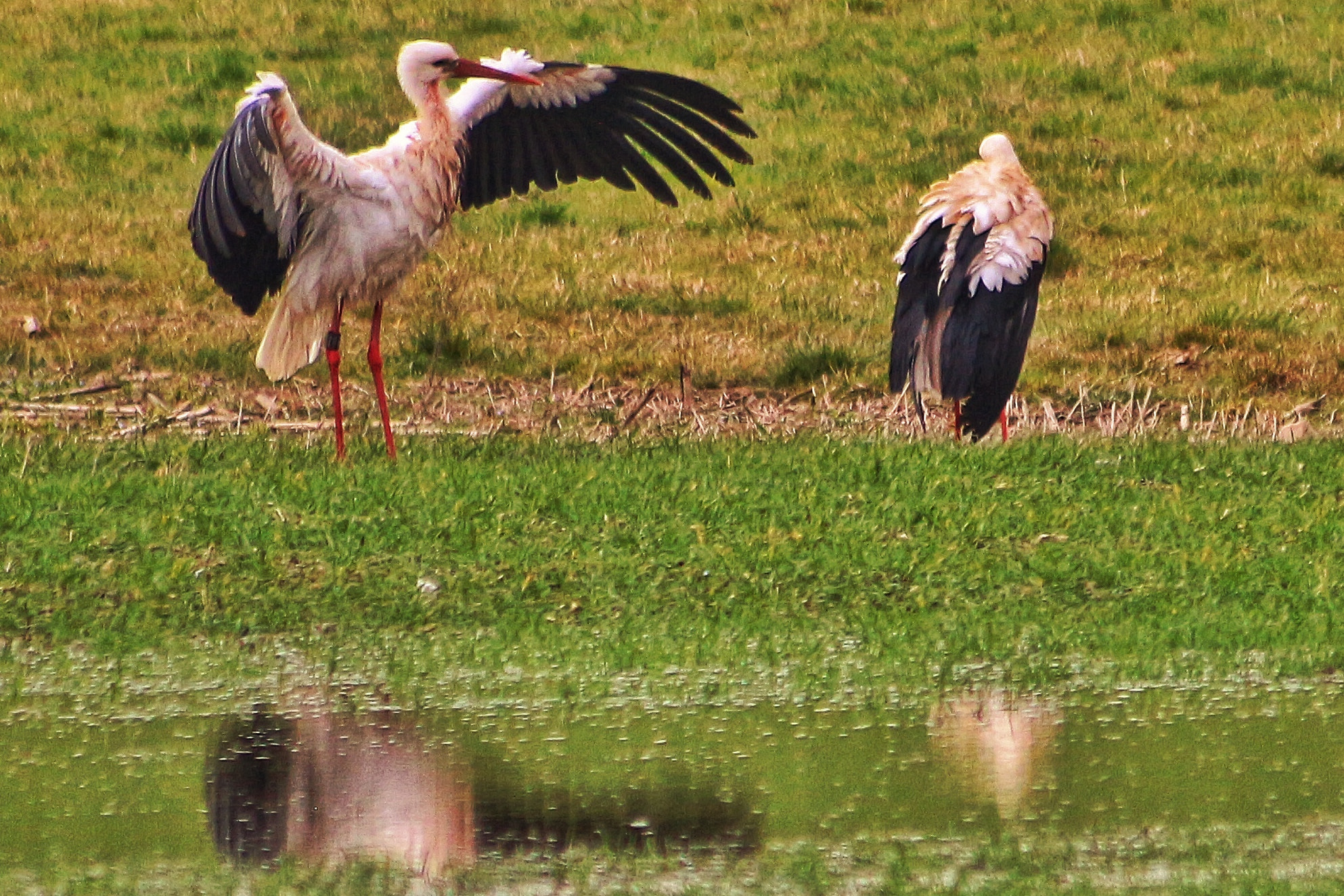 Canon EOS 700D (EOS Rebel T5i / EOS Kiss X7i) + Canon 70-300mm sample photo. #hug #hugged #birds photography