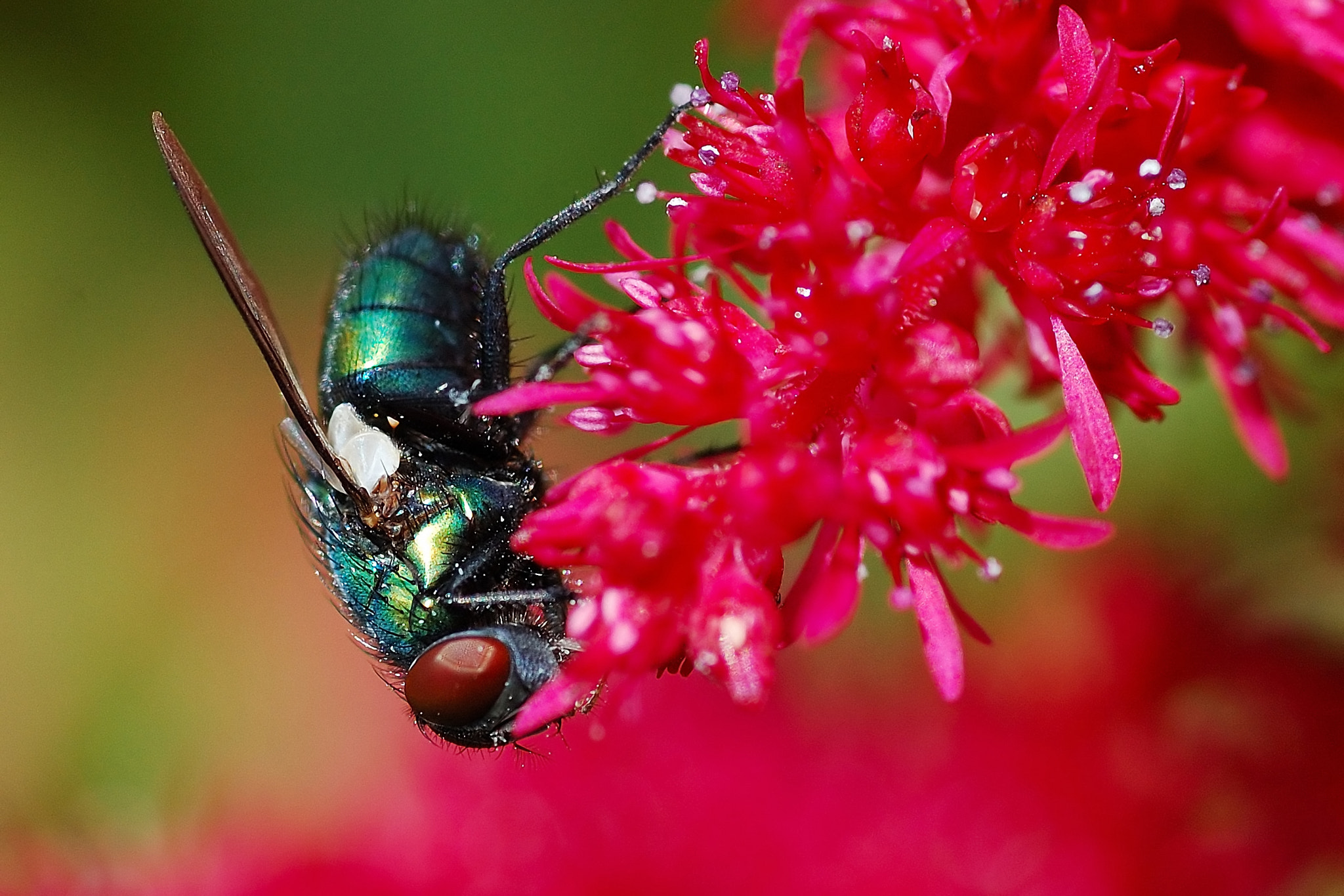 Nikon D50 sample photo. Fly photography