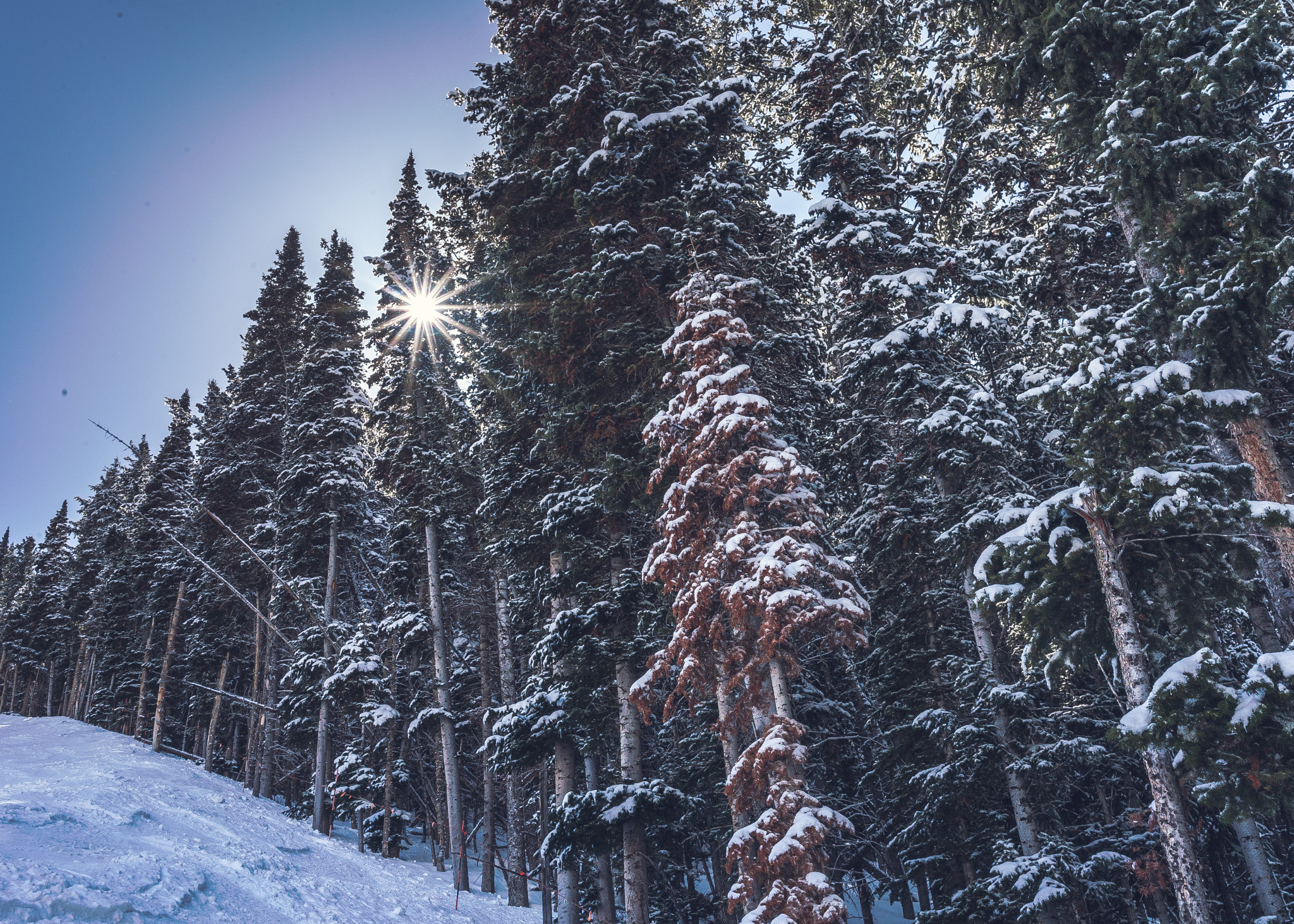 Sony a7S II + Sony Sonnar T* FE 35mm F2.8 ZA sample photo. Challenger forest photography