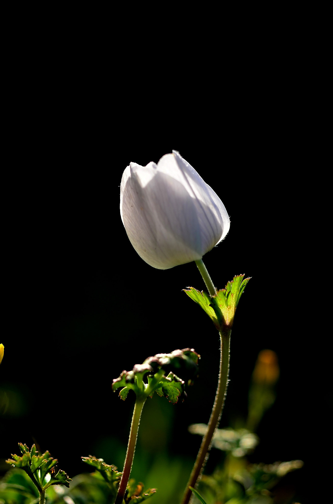 Sigma 150mm F2.8 EX DG Macro HSM sample photo. Alone photography