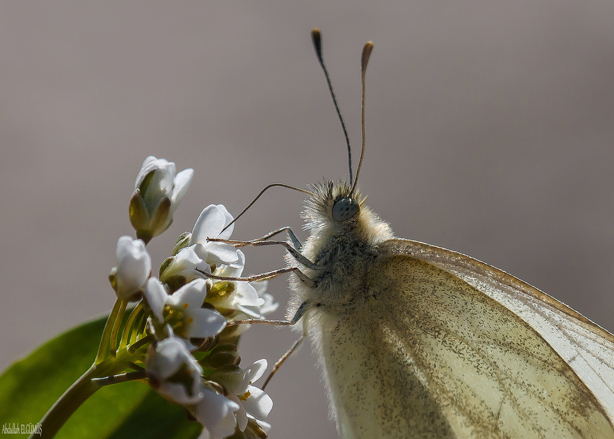 Canon EF 100mm F2.8 Macro USM sample photo. Yalancı beyazmelek /  pieris pseudorapae photography