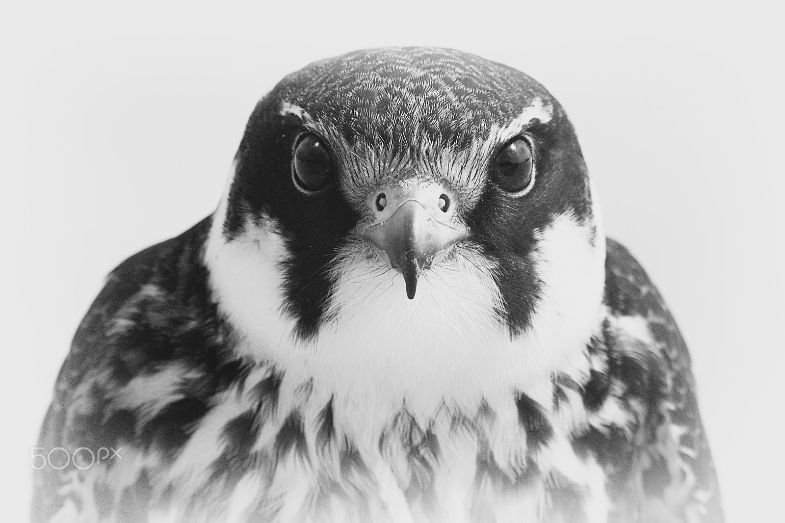 Canon EF 100-300mm f/5.6 sample photo. Hobby (falco subbuteo) شويهين البيدق photography