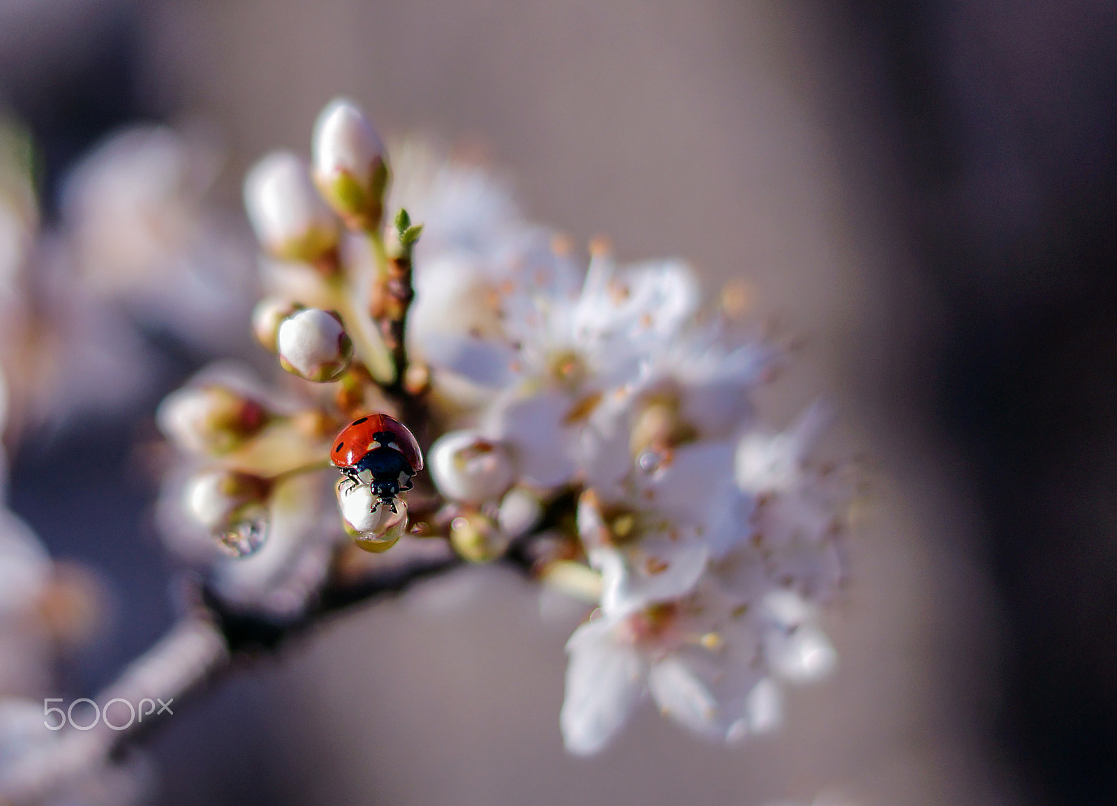 Sony SLT-A77 + Sony DT 50mm F1.8 SAM sample photo. Spring photography