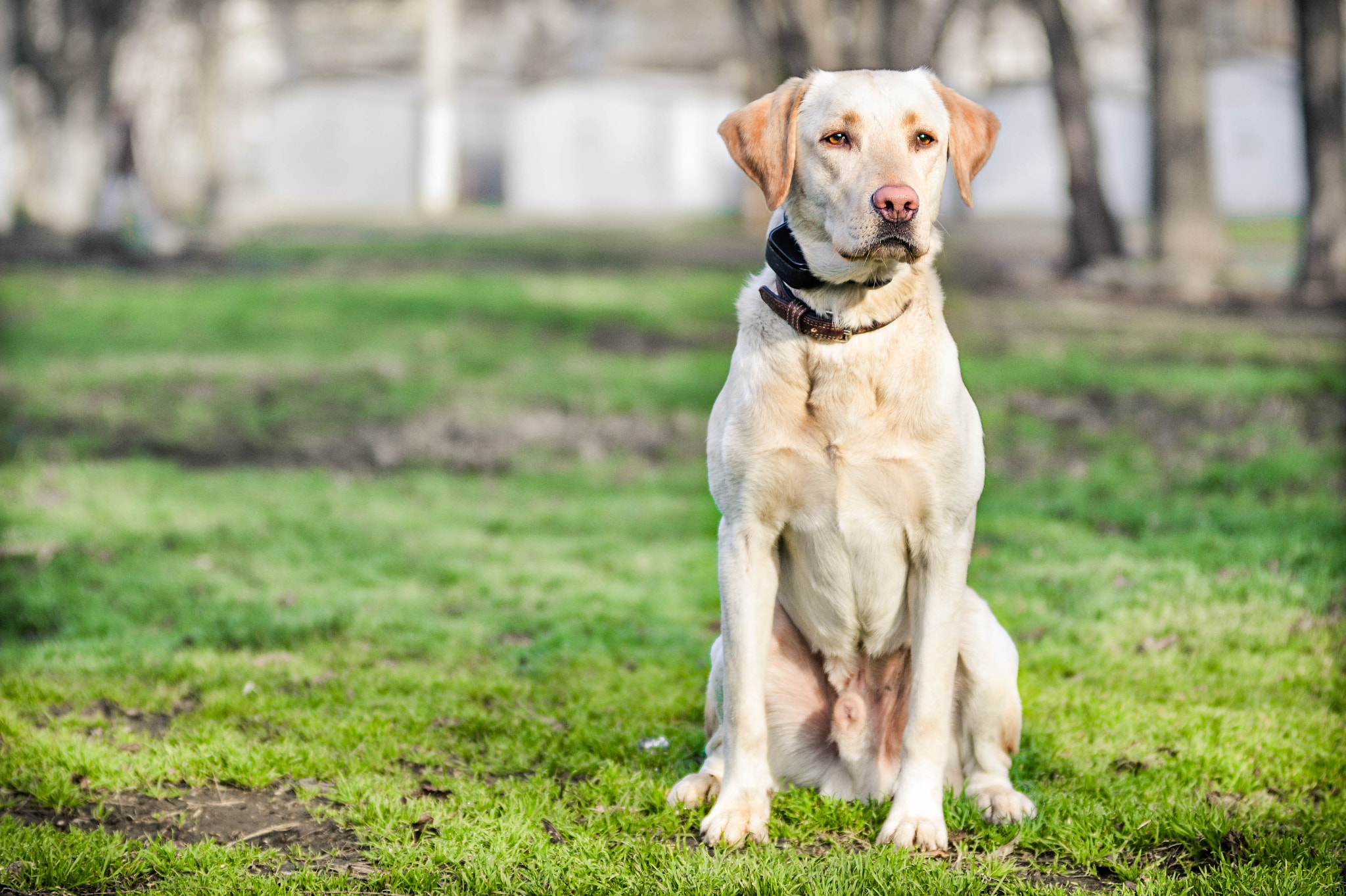 Nikon AF-Nikkor 80-200mm F2.8D ED sample photo. Labrador photography