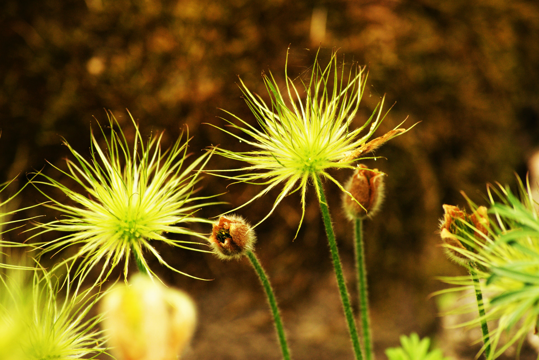 Sony Alpha DSLR-A300 + Sony DT 55-200mm F4-5.6 SAM sample photo. Flowers photography