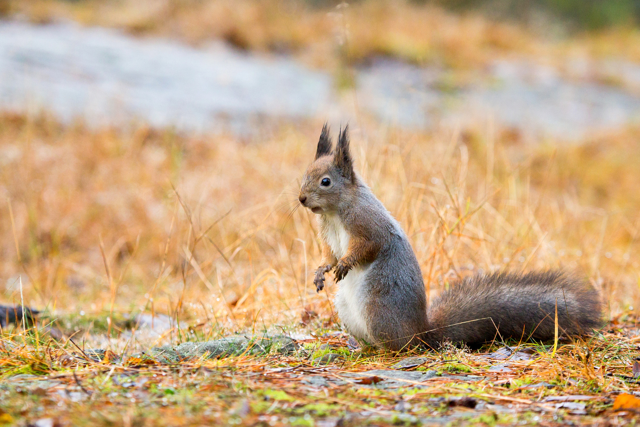 Canon EF 100-400mm F4.5-5.6L IS USM sample photo. Squirrel watching photography