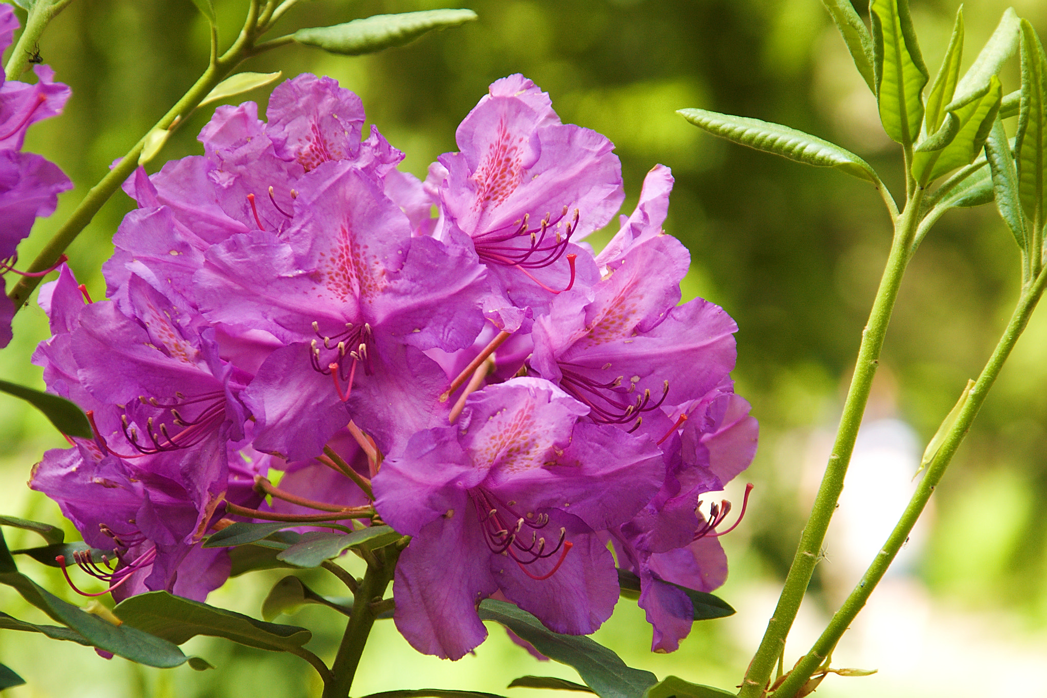 Sigma 18-125mm F3.8-5.6 DC OS HSM sample photo. Summer photography