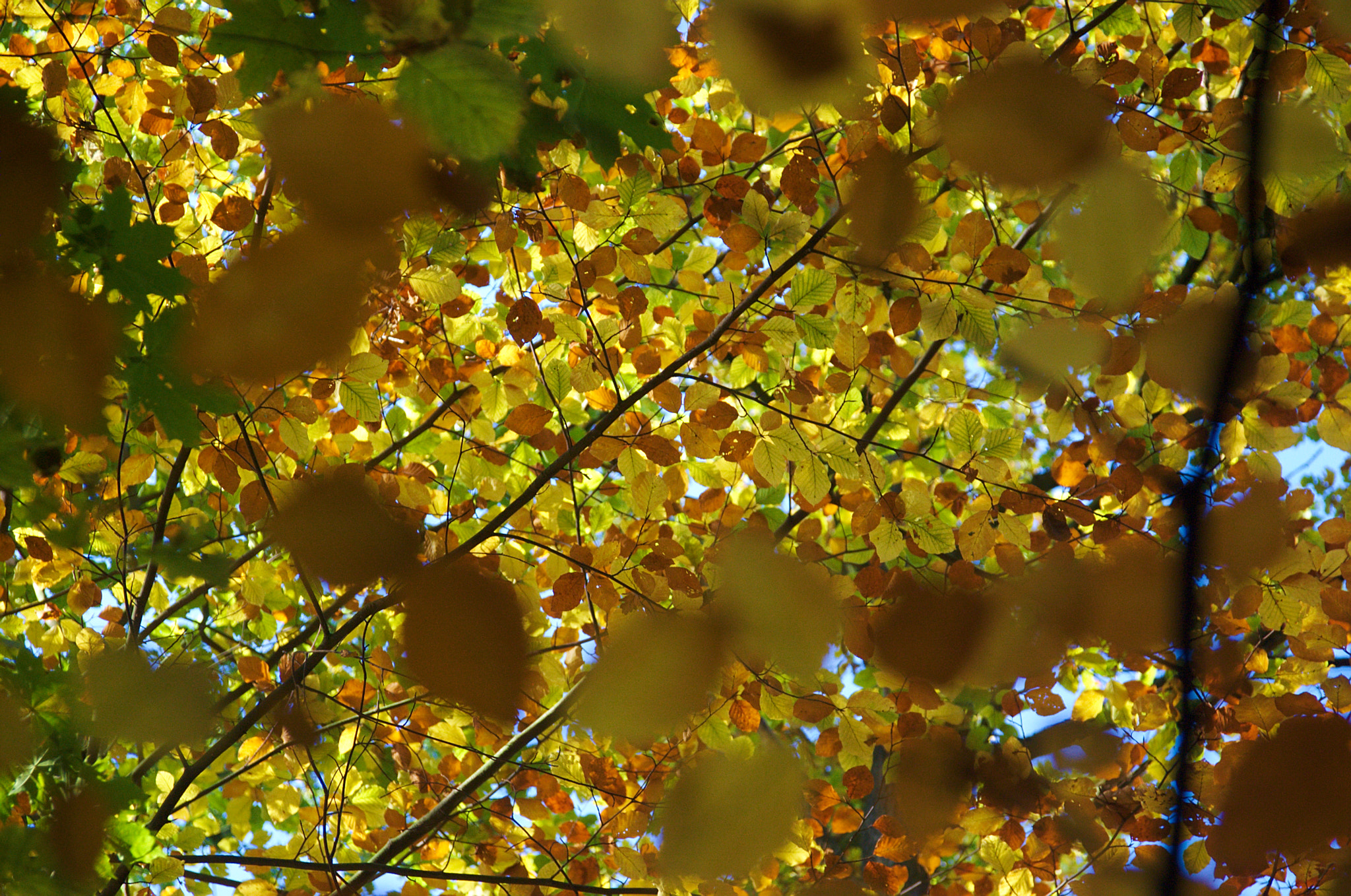 Sigma 18-125mm F3.8-5.6 DC OS HSM sample photo. Fall photography
