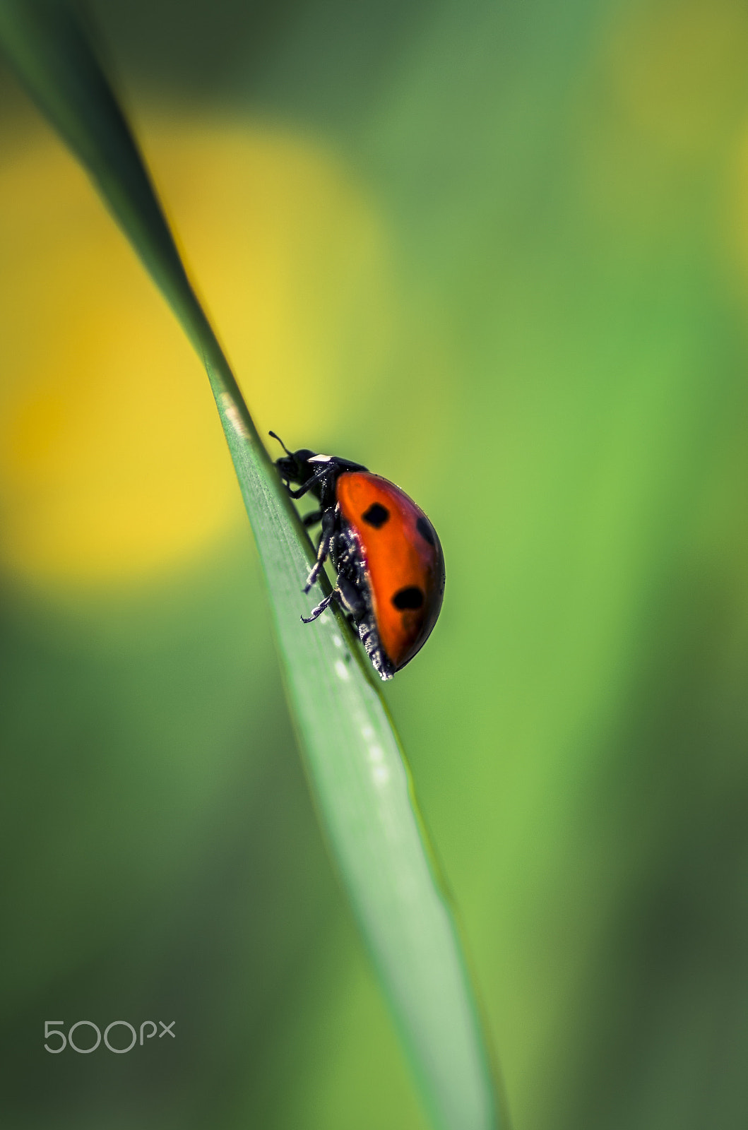 Tamron SP AF 90mm F2.8 Di Macro sample photo. Yeah, low ! photography