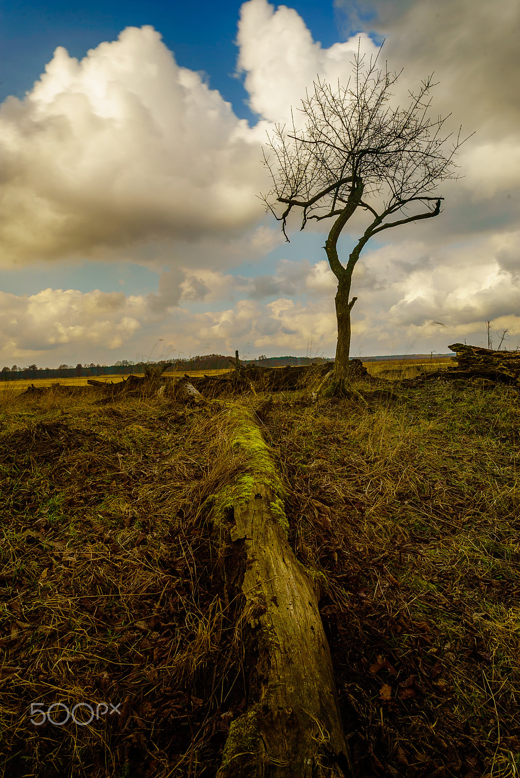 Tamron 18-270mm F3.5-6.3 Di II PZD sample photo. Fantastic tree photography