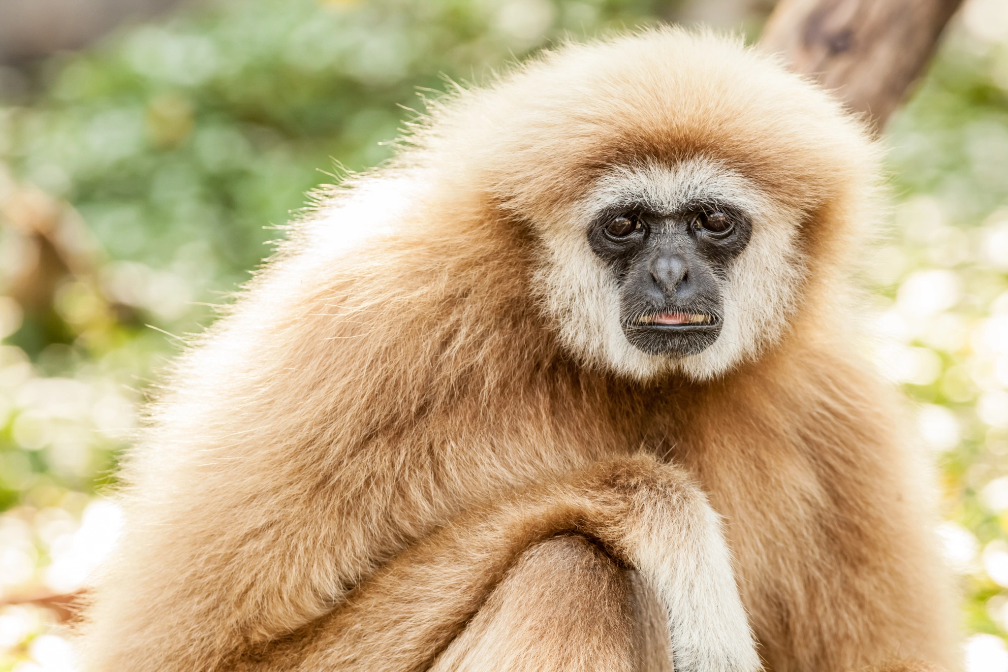 Canon EOS 5D Mark II + Canon EF 400mm F5.6L USM sample photo. Northern white cheeked gibbon photography