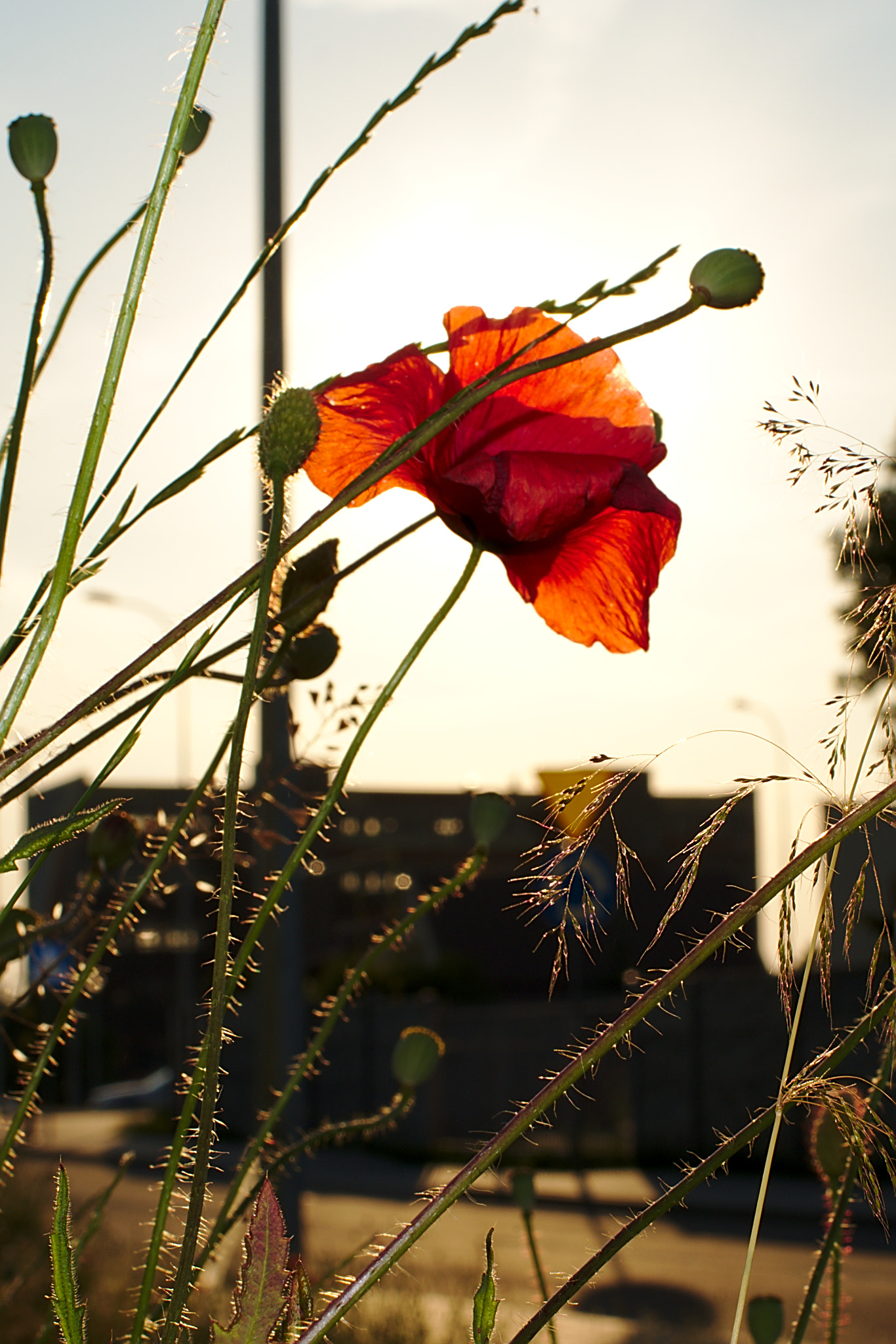 Nikon D610 + AF-S Nikkor 35mm f/1.8G sample photo. Poppy seed photography