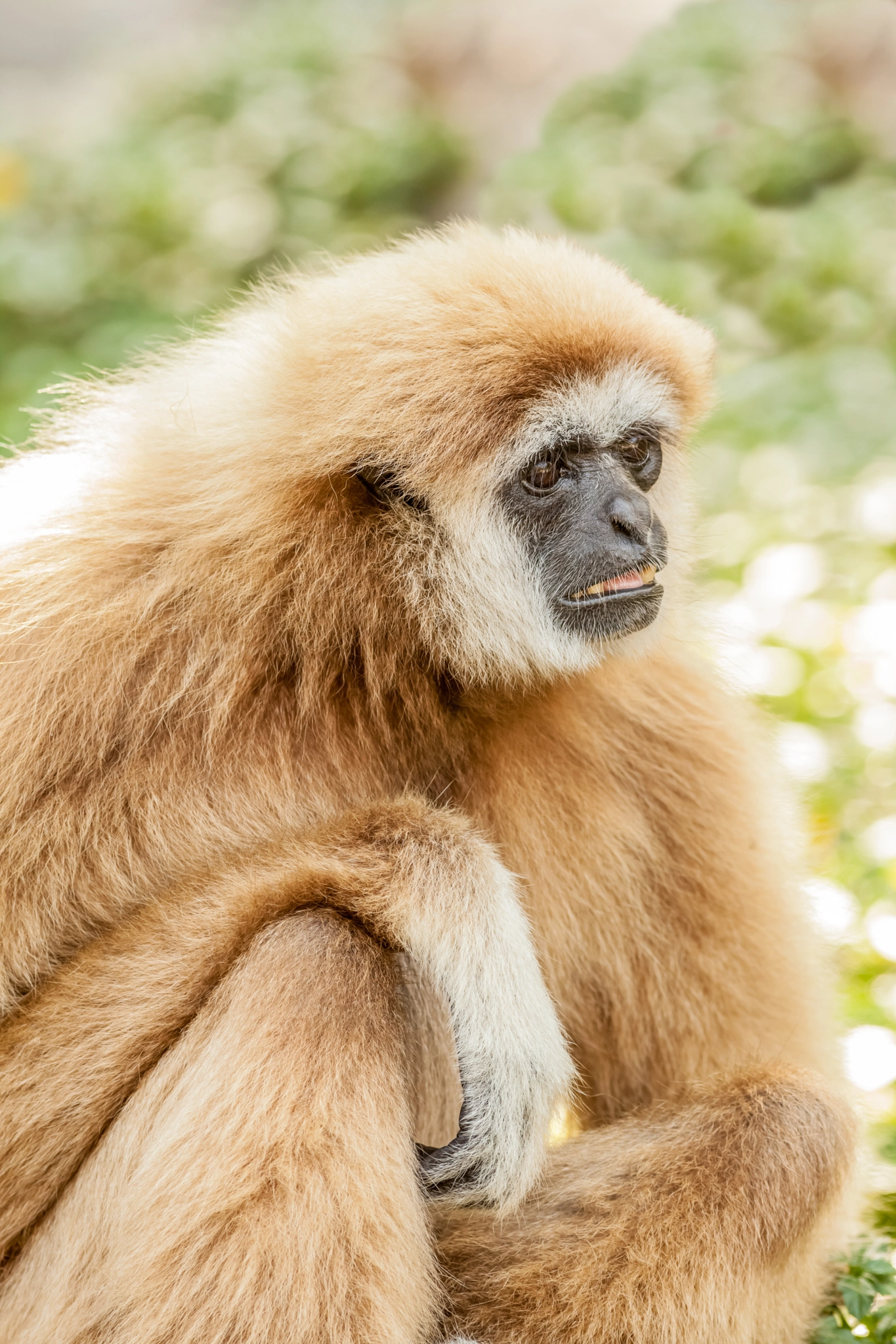 Canon EOS 5D Mark II + Canon EF 400mm F5.6L USM sample photo. Northern white cheeked gibbon photography