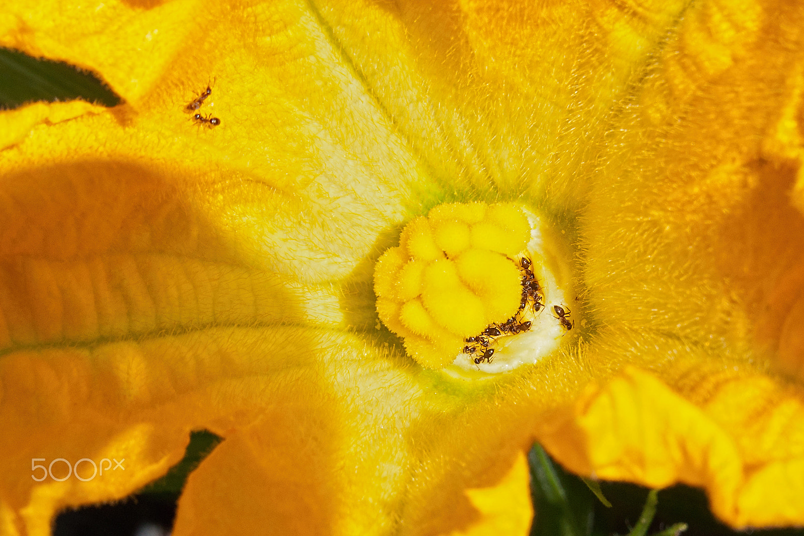 Sony Alpha DSLR-A700 + Tamron 18-270mm F3.5-6.3 Di II PZD sample photo. Ants on a courgette flower, photography