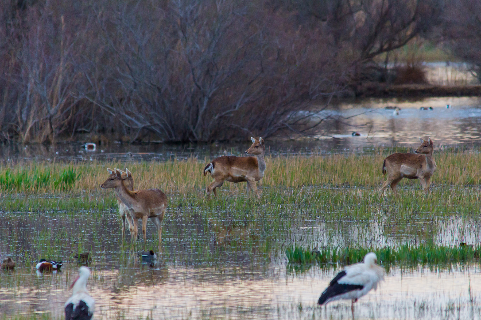 Sigma 150-500mm F5-6.3 DG OS HSM sample photo. Deer family photography