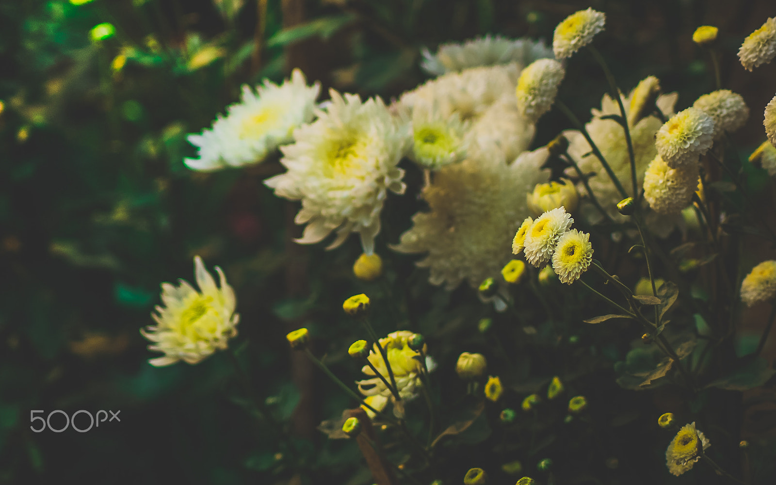 Nikon D40 sample photo. Shades of nature photography