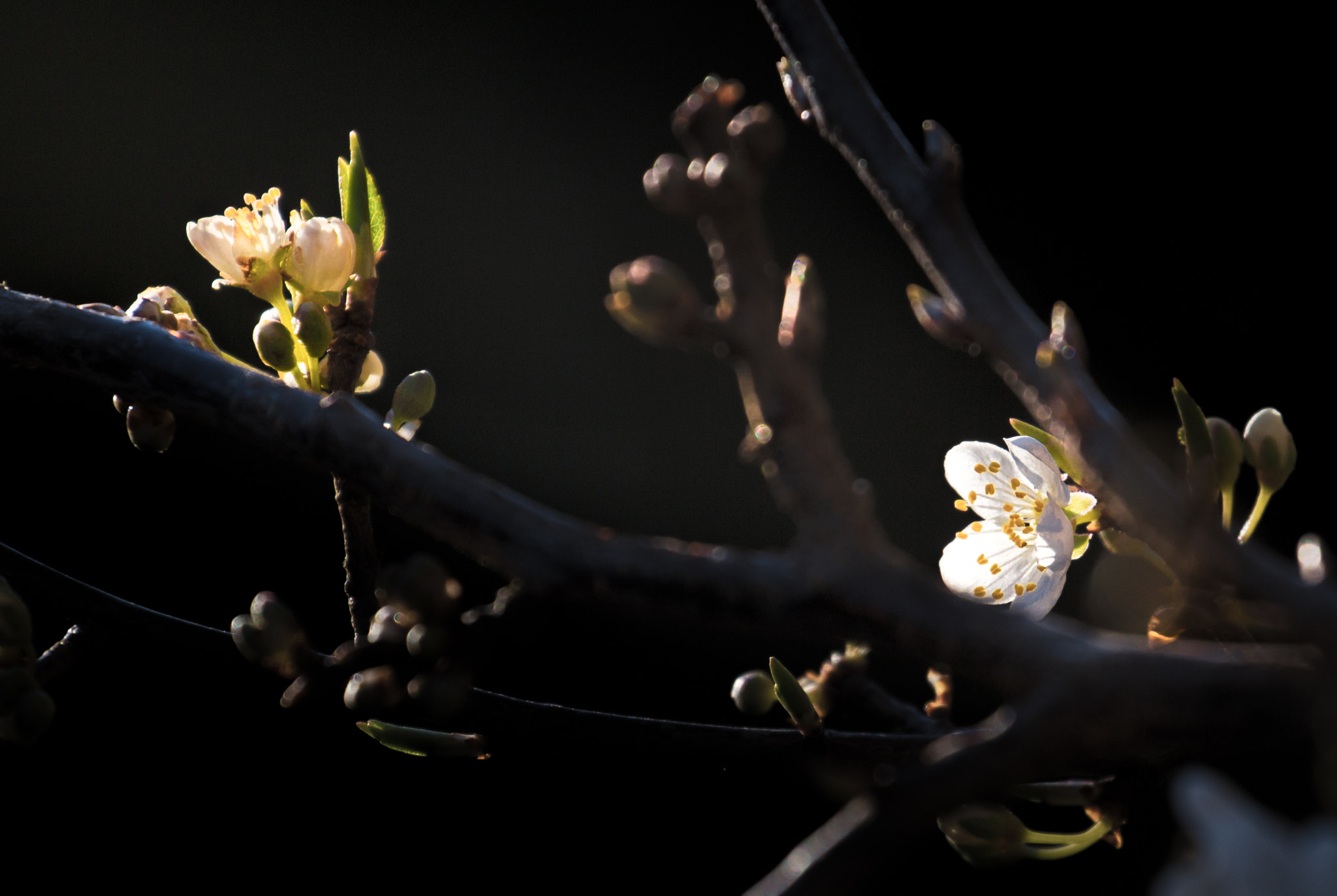 Canon EF 70-300mm F4-5.6L IS USM sample photo. Spring awakening photography