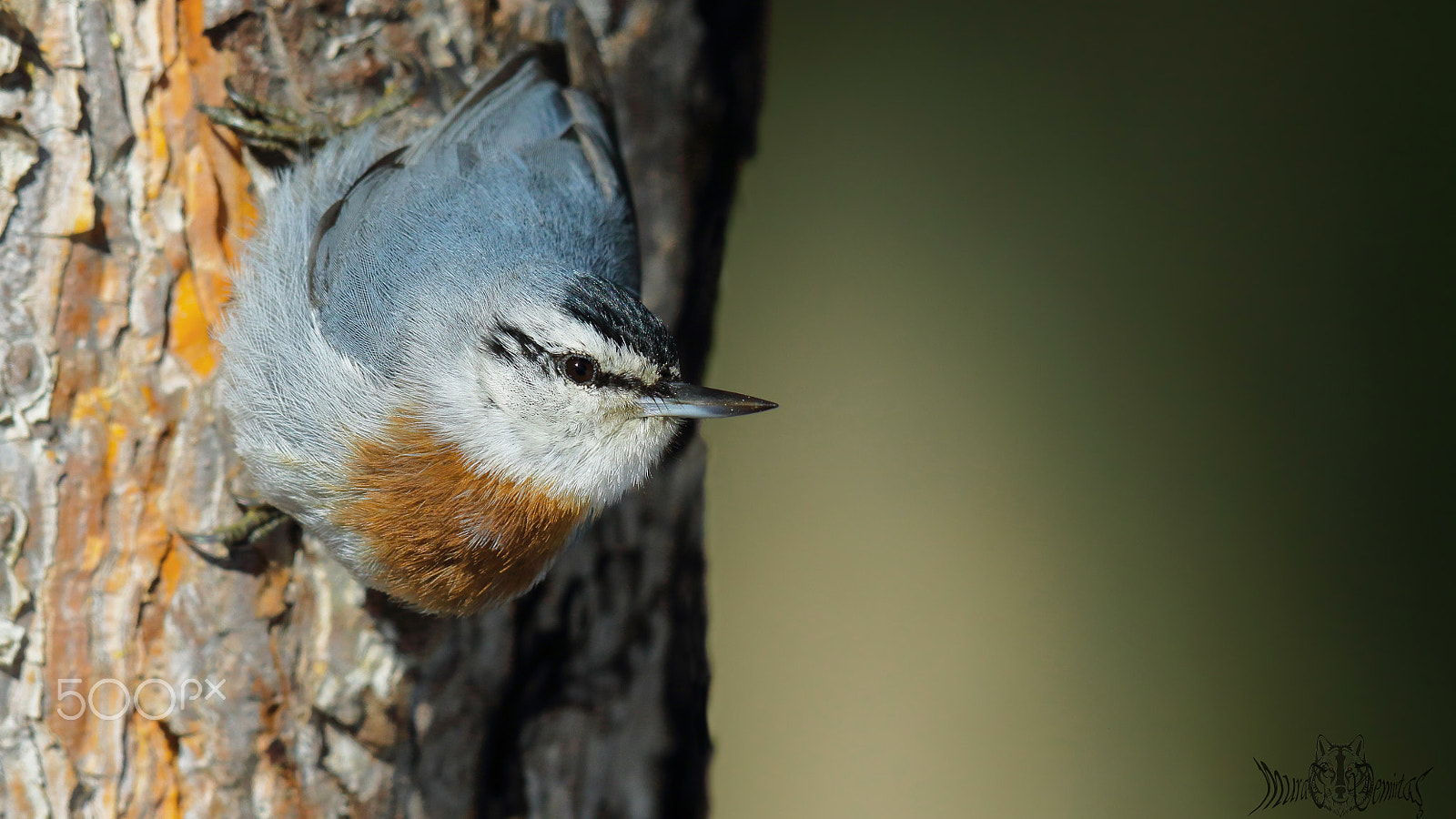 Canon EF 400mm F2.8L IS II USM sample photo. Anadolu sivacisi - krüper`s nuthatch photography