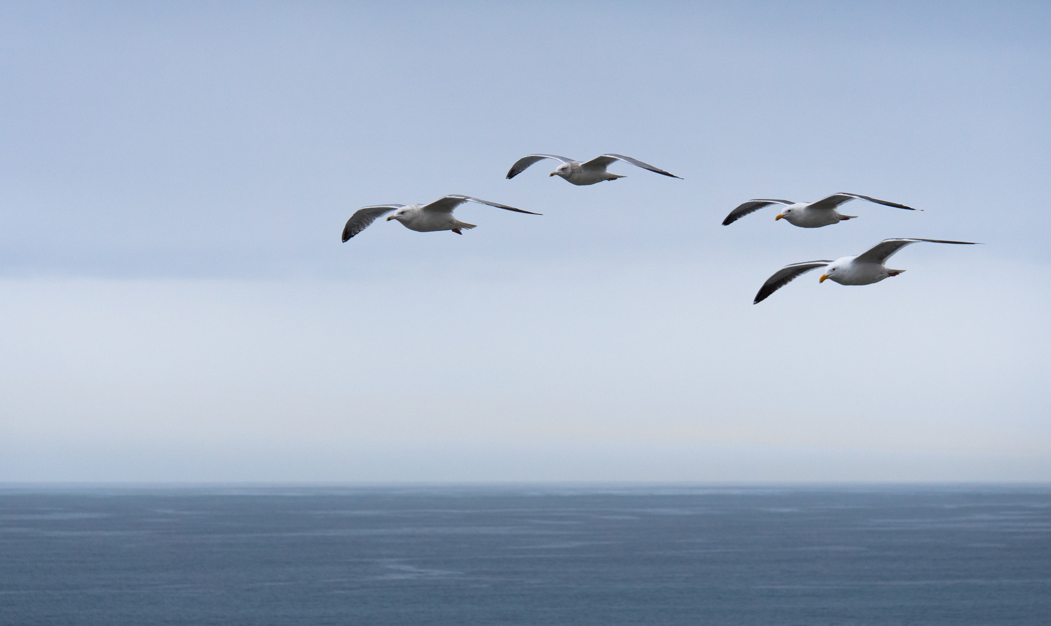 Panasonic Lumix G X Vario 35-100mm F2.8 OIS sample photo. In formation photography