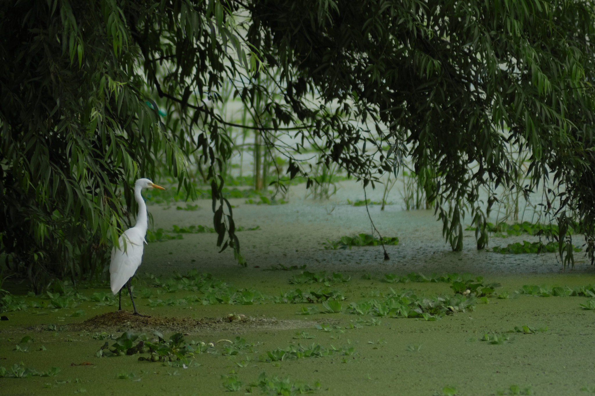 AF Zoom-Nikkor 70-300mm f/4-5.6D ED sample photo. Egret photography