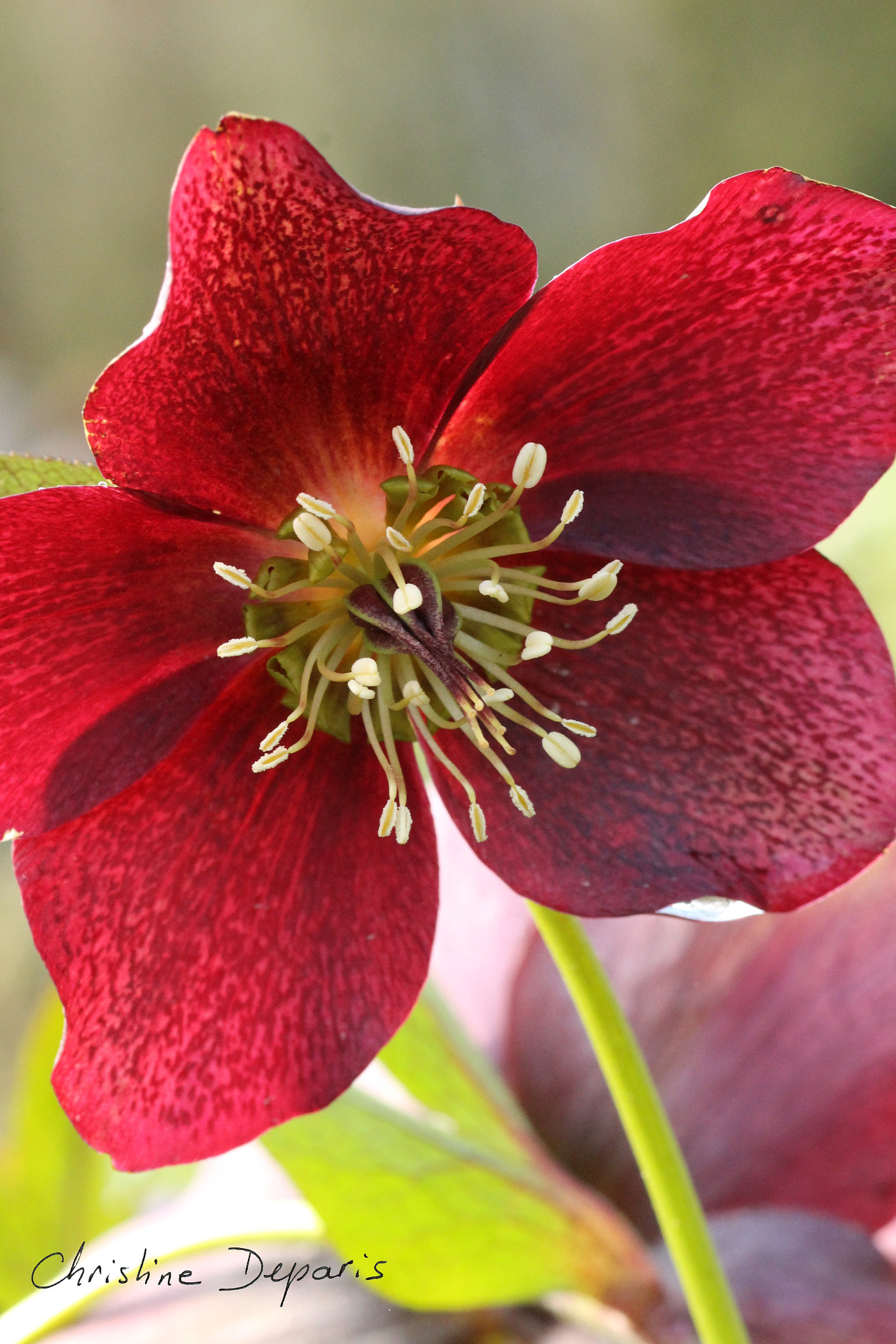 Canon EOS 700D (EOS Rebel T5i / EOS Kiss X7i) + Canon EF 100mm F2.8 Macro USM sample photo. Hellebore photography