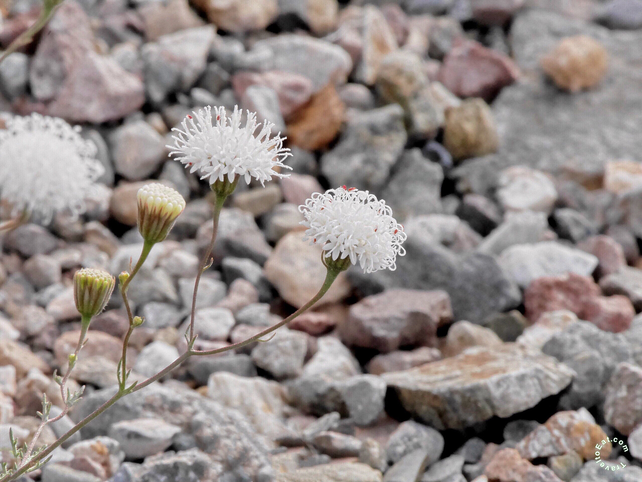 Panasonic Lumix DMC-GX7 sample photo. Desert pincushion photography