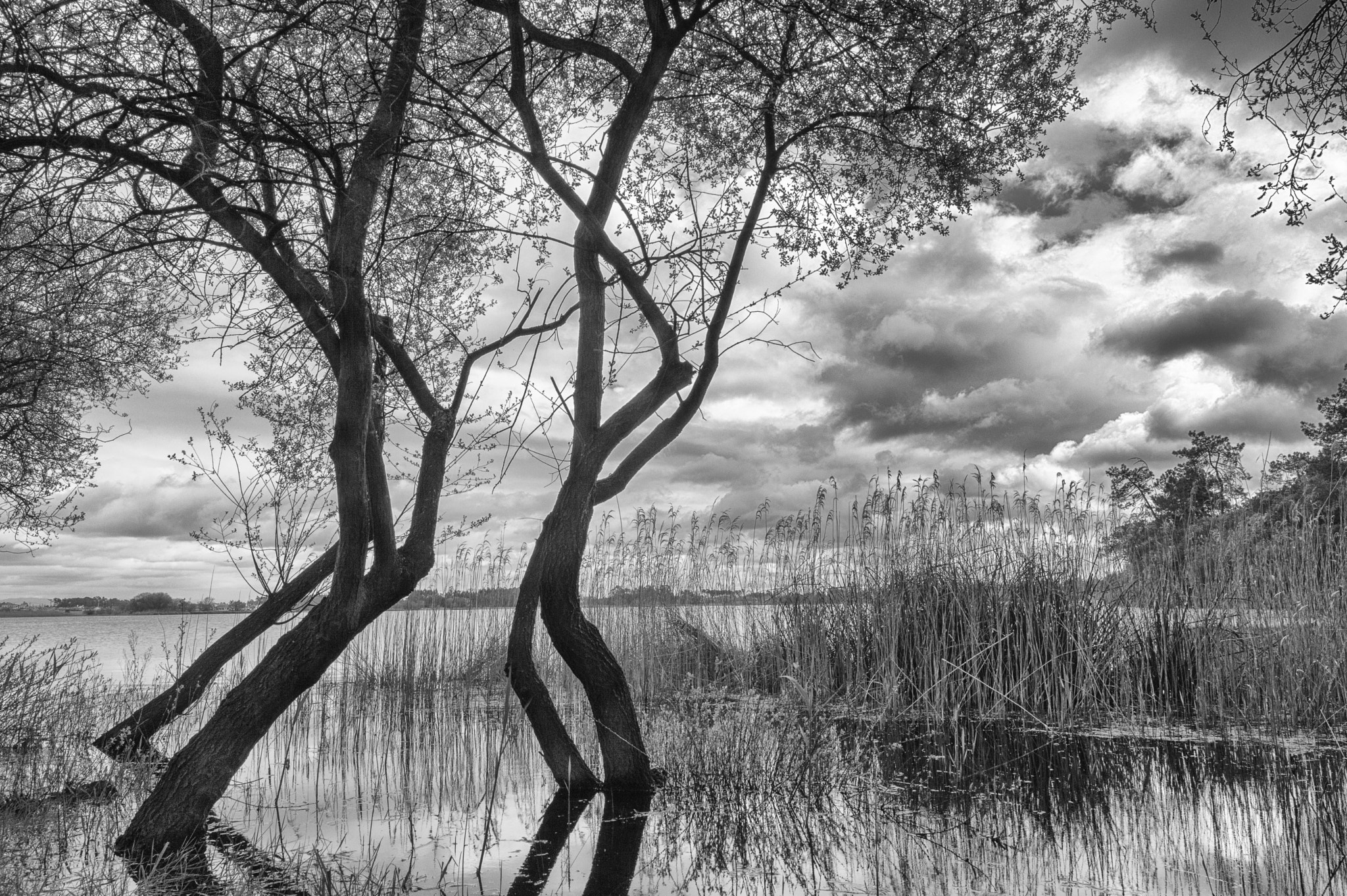 Nikon D3200 + Samyang 16mm F2 ED AS UMC CS sample photo. Dance of the trees photography