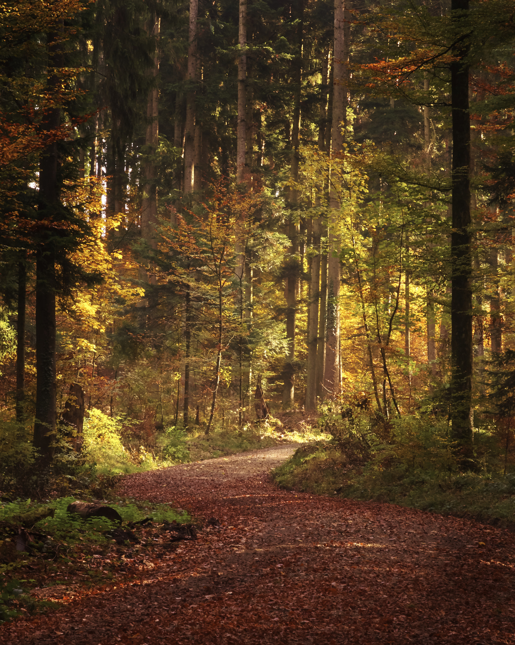 Olympus OM-D E-M10 sample photo. Forest road photography