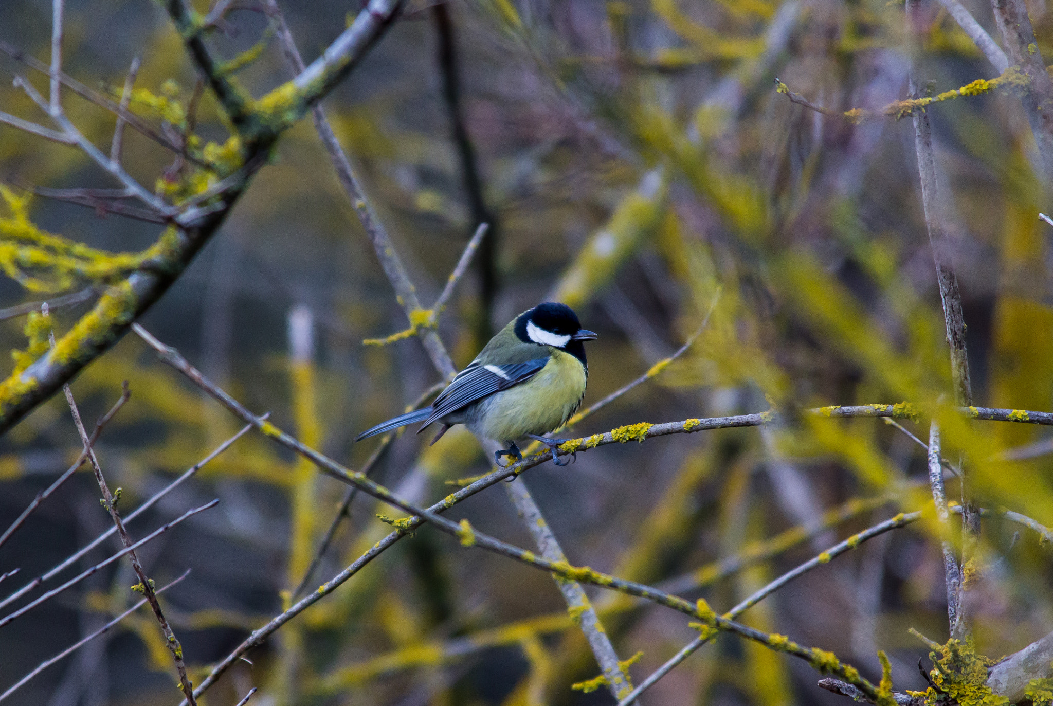 Sigma 150-500mm F5-6.3 DG OS HSM sample photo. Little yellow photography