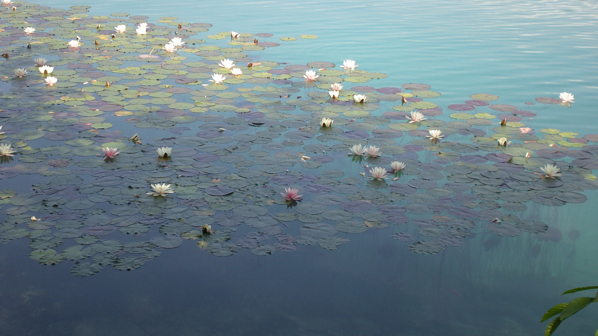 Nikon Coolpix S210 sample photo. Flower photography