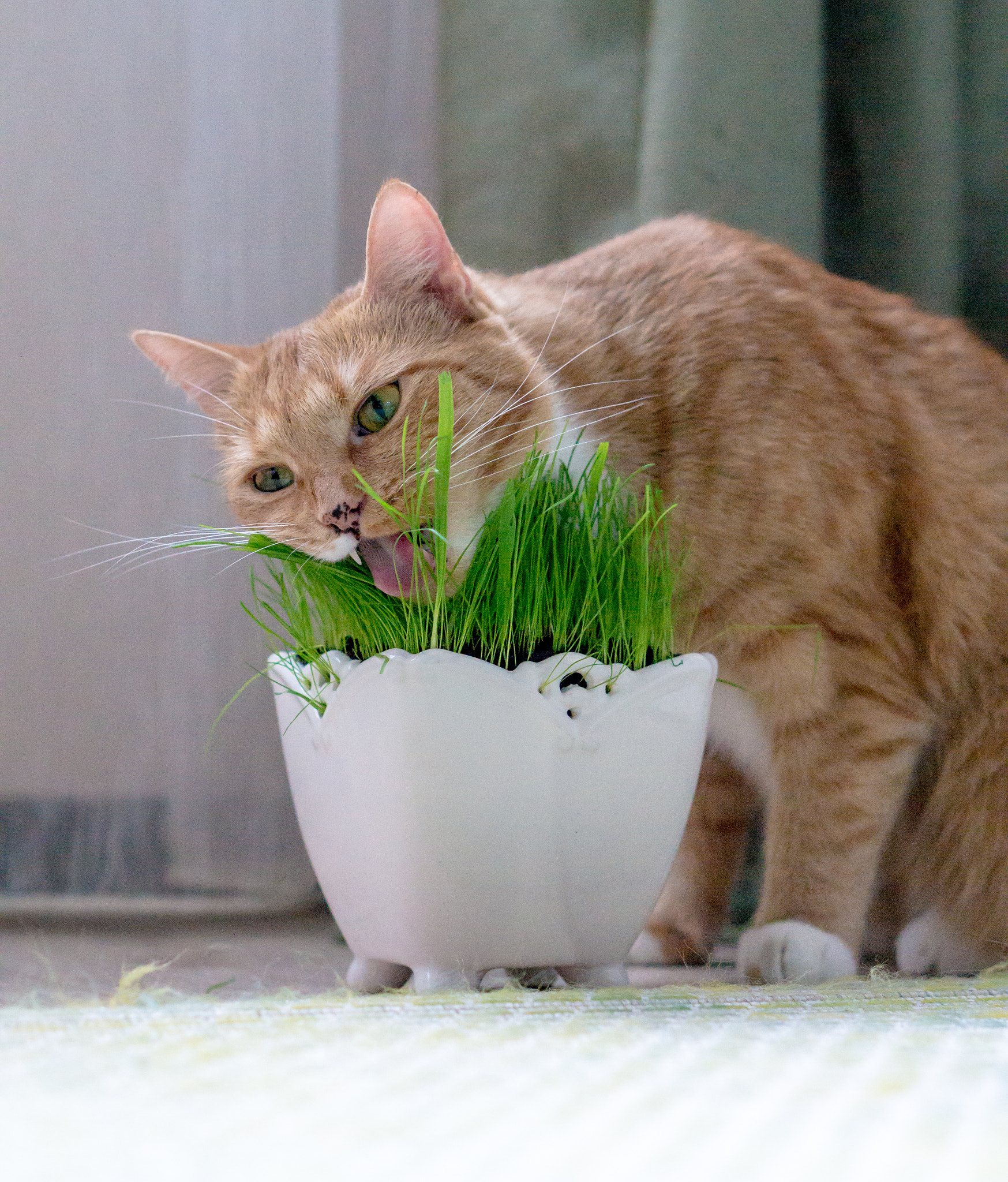 Sony Alpha NEX-3N + E 50mm F1.8 OSS sample photo. Cat photography