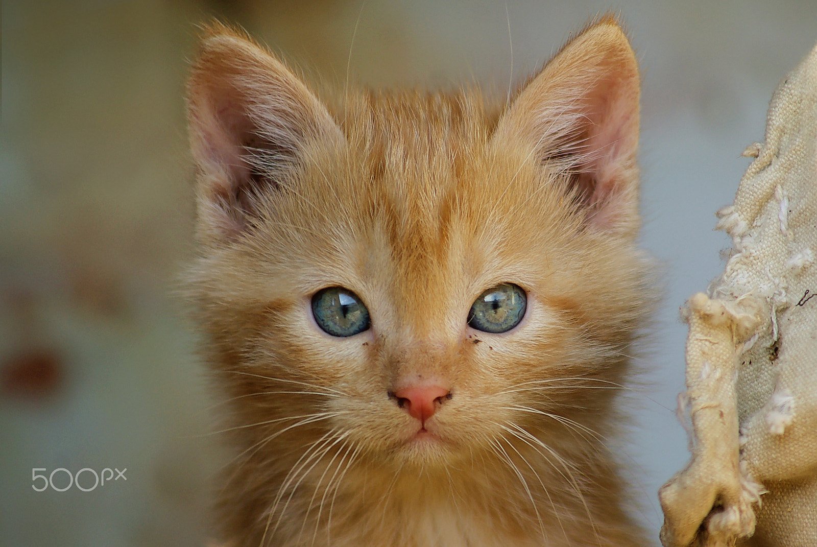 Pentax K10D + smc PENTAX-FA J 75-300mm F4.5-5.8 AL sample photo. Kitten photography