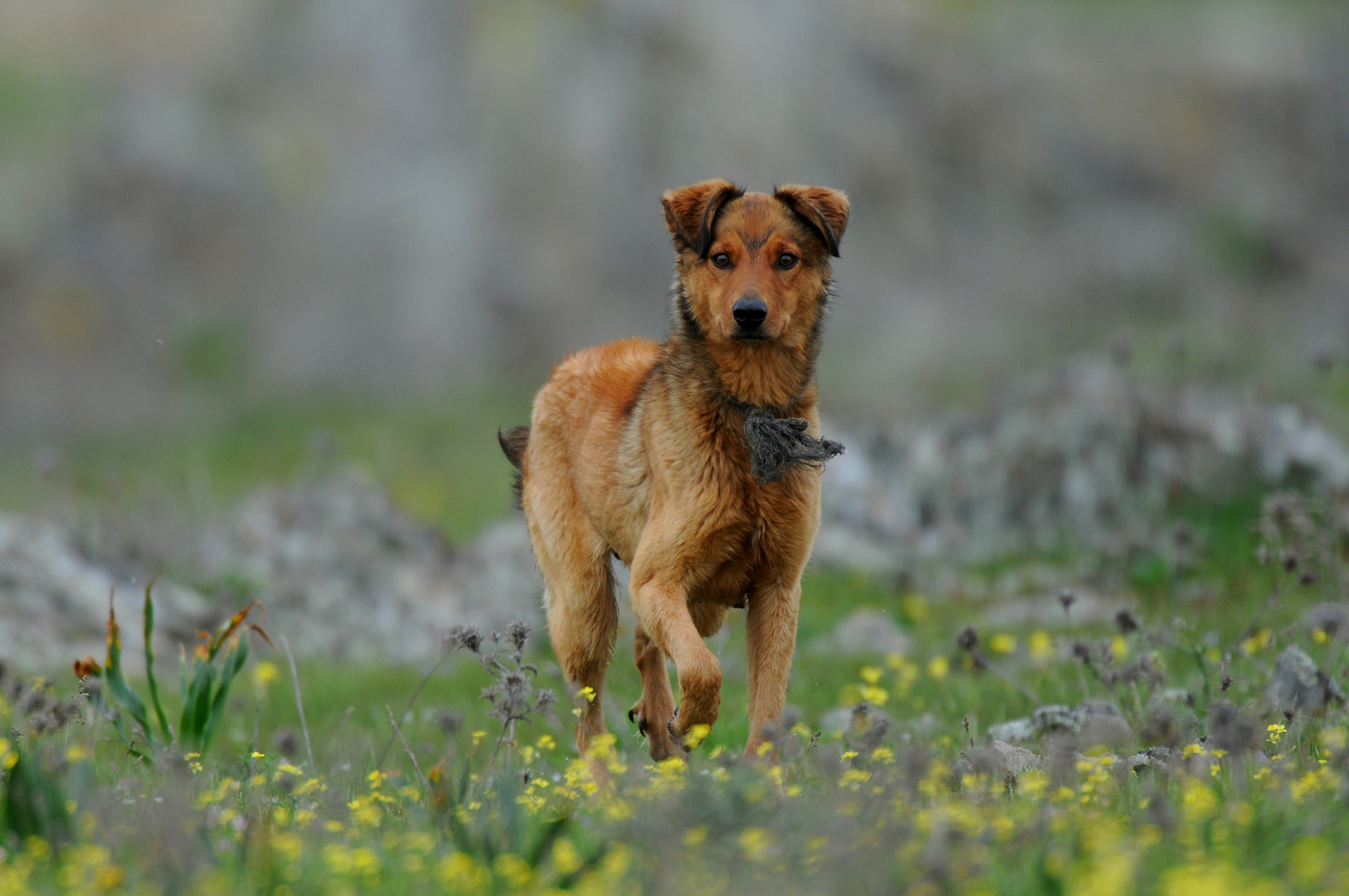 AF-S Nikkor 600mm f/4D IF-ED + TC-14E sample photo. Dog photography