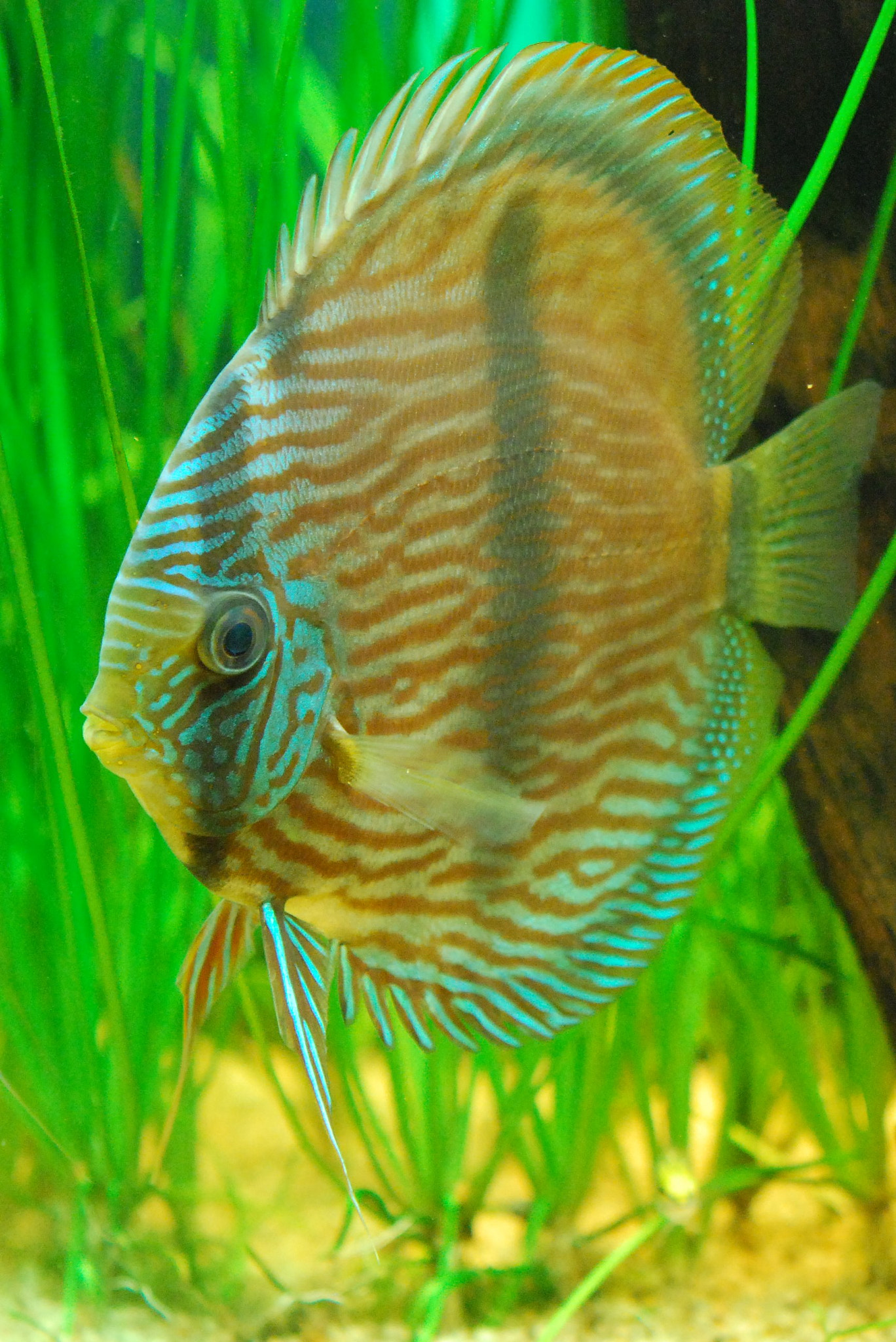 Nikon AF-S Micro-Nikkor 60mm F2.8G ED sample photo. Discus photography