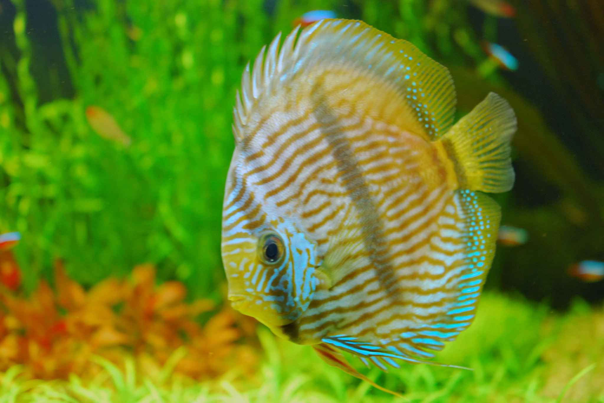 Nikon AF-S Micro-Nikkor 60mm F2.8G ED sample photo. Discus photography
