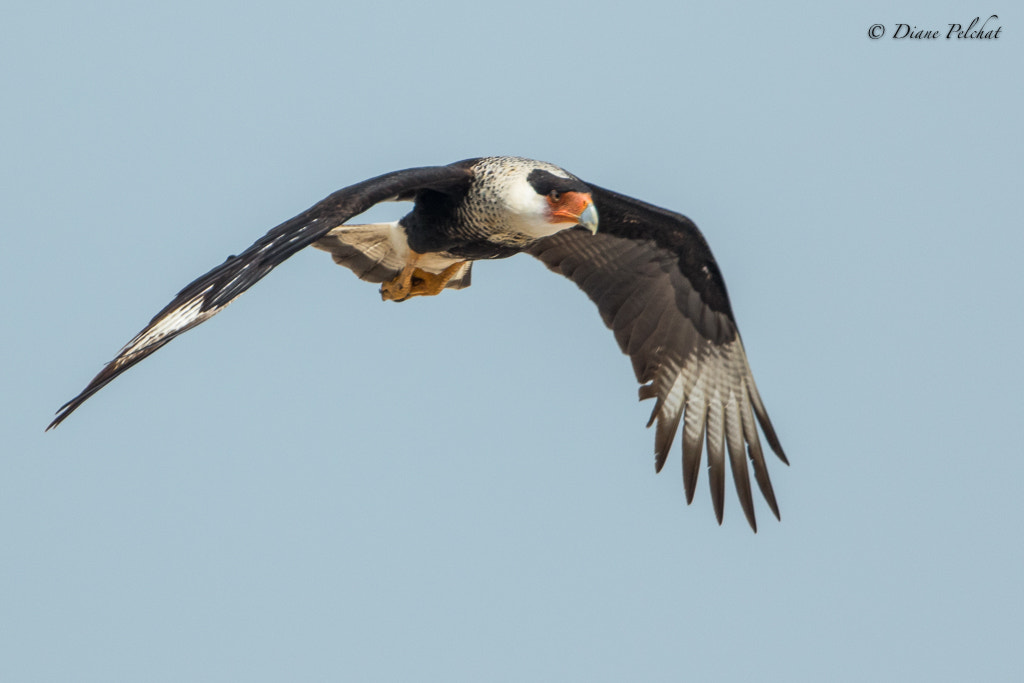 Canon EF 300mm F2.8L IS II USM sample photo. Northern crested caracara photography
