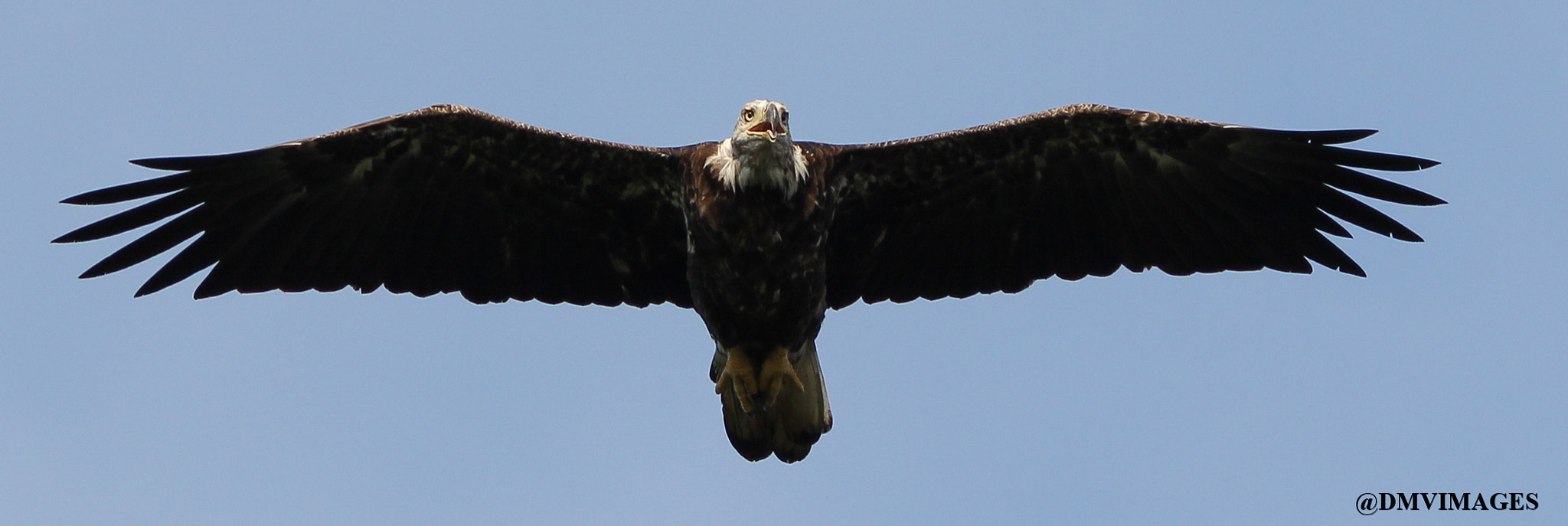 Canon EOS 600D (Rebel EOS T3i / EOS Kiss X5) + Canon EF 400mm F5.6L USM sample photo. Bald eagle photography