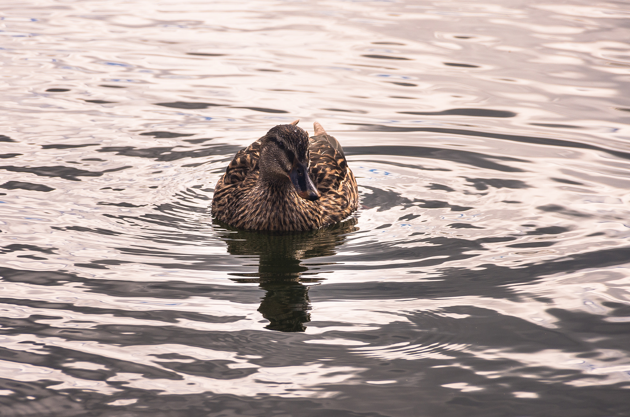 Pentax K-5 IIs sample photo. Pato solitario photography