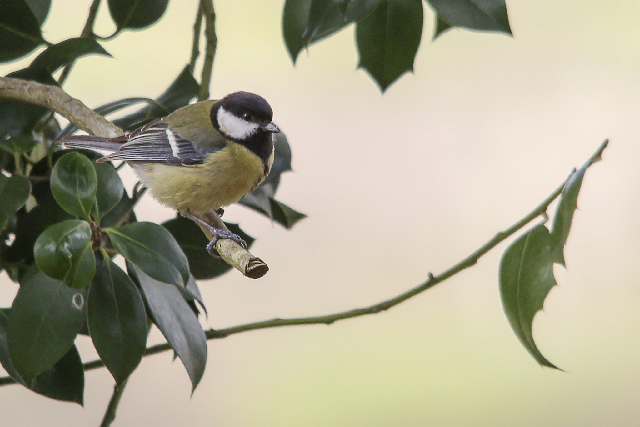 Sigma 150-500mm F5-6.3 DG OS HSM sample photo. Parus major photography