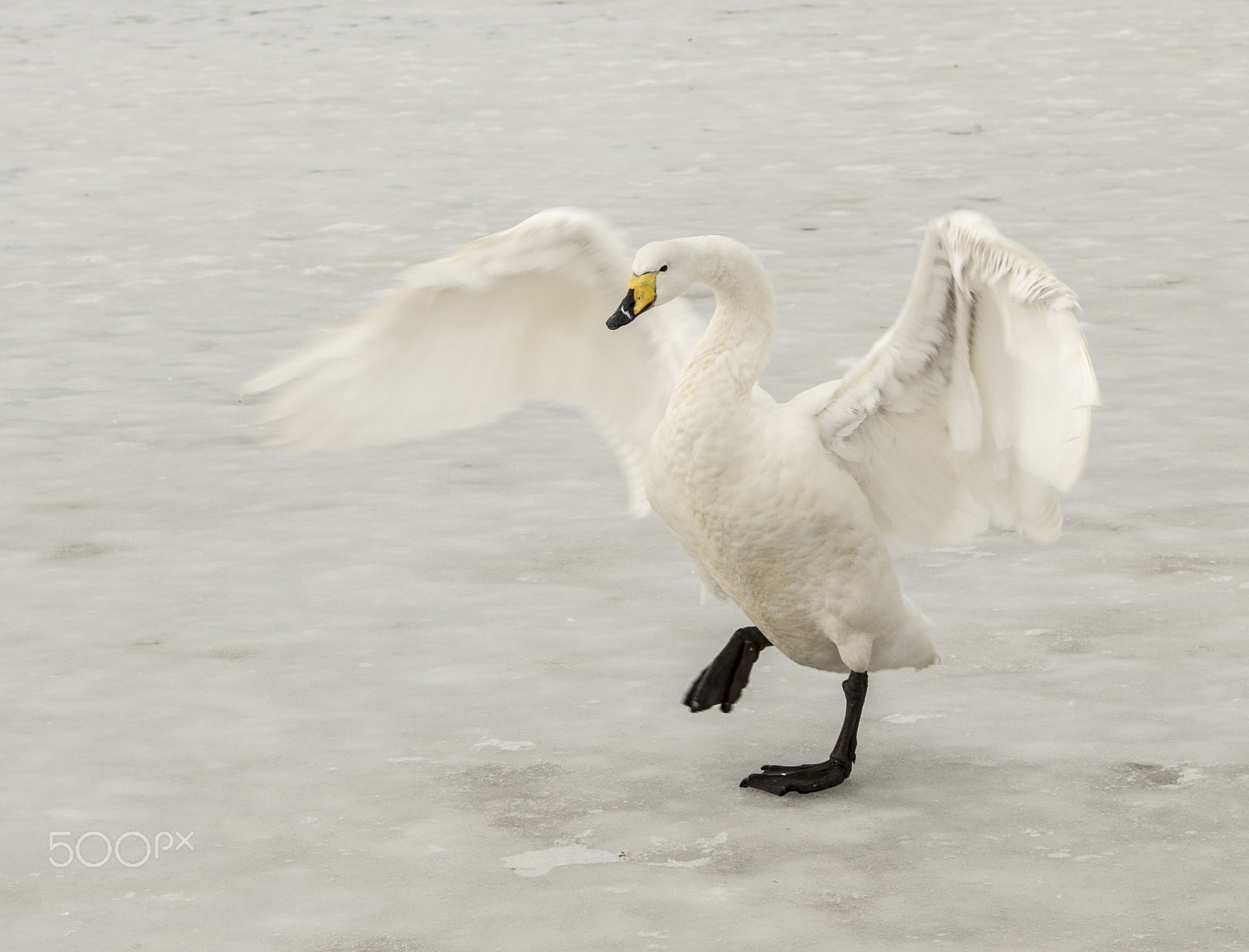 Sony SLT-A77 + Minolta AF 28-75mm F2.8 (D) sample photo. Swan on ice, reykjavík photography