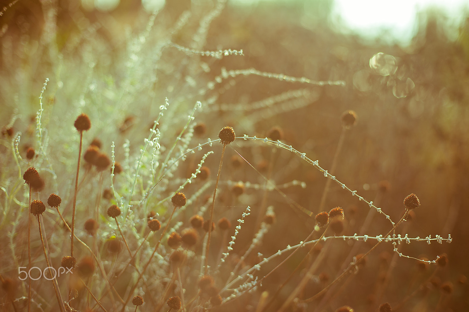 Nikon Df + AF Nikkor 50mm f/1.4 sample photo. Wildflower photography