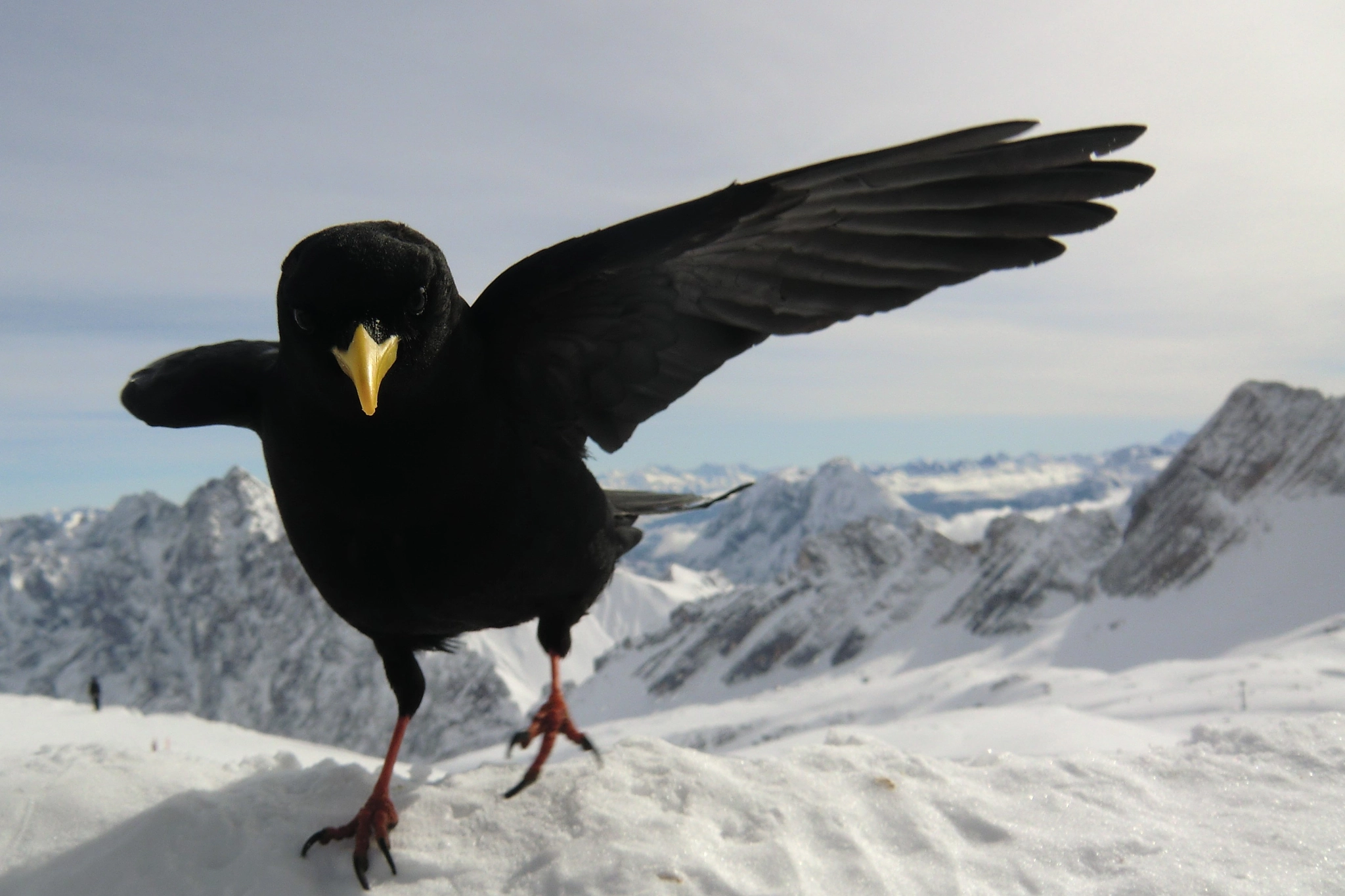 CASIO EX-H15 sample photo. Alpine chough photography