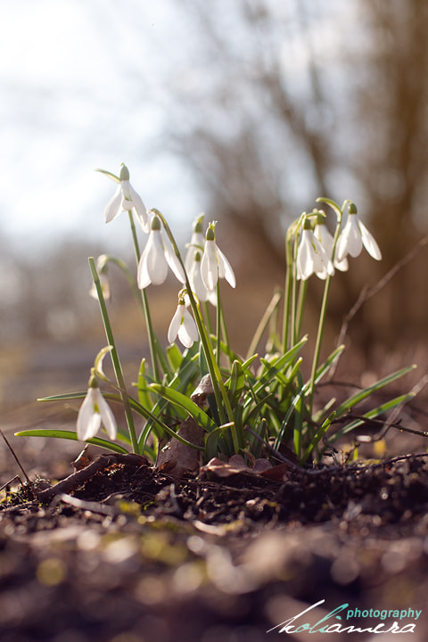 Canon EOS-1Ds Mark II sample photo. Beginning of spring photography