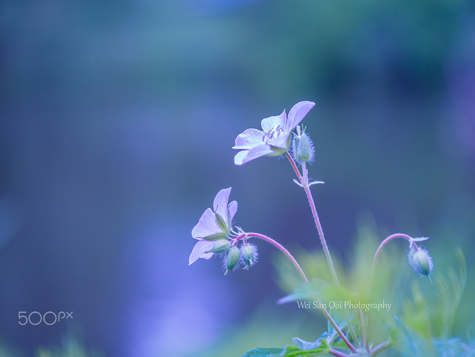 Panasonic Leica DG Macro-Elmarit 45mm F2.8 ASPH OIS sample photo. Flax flowers 01 photography