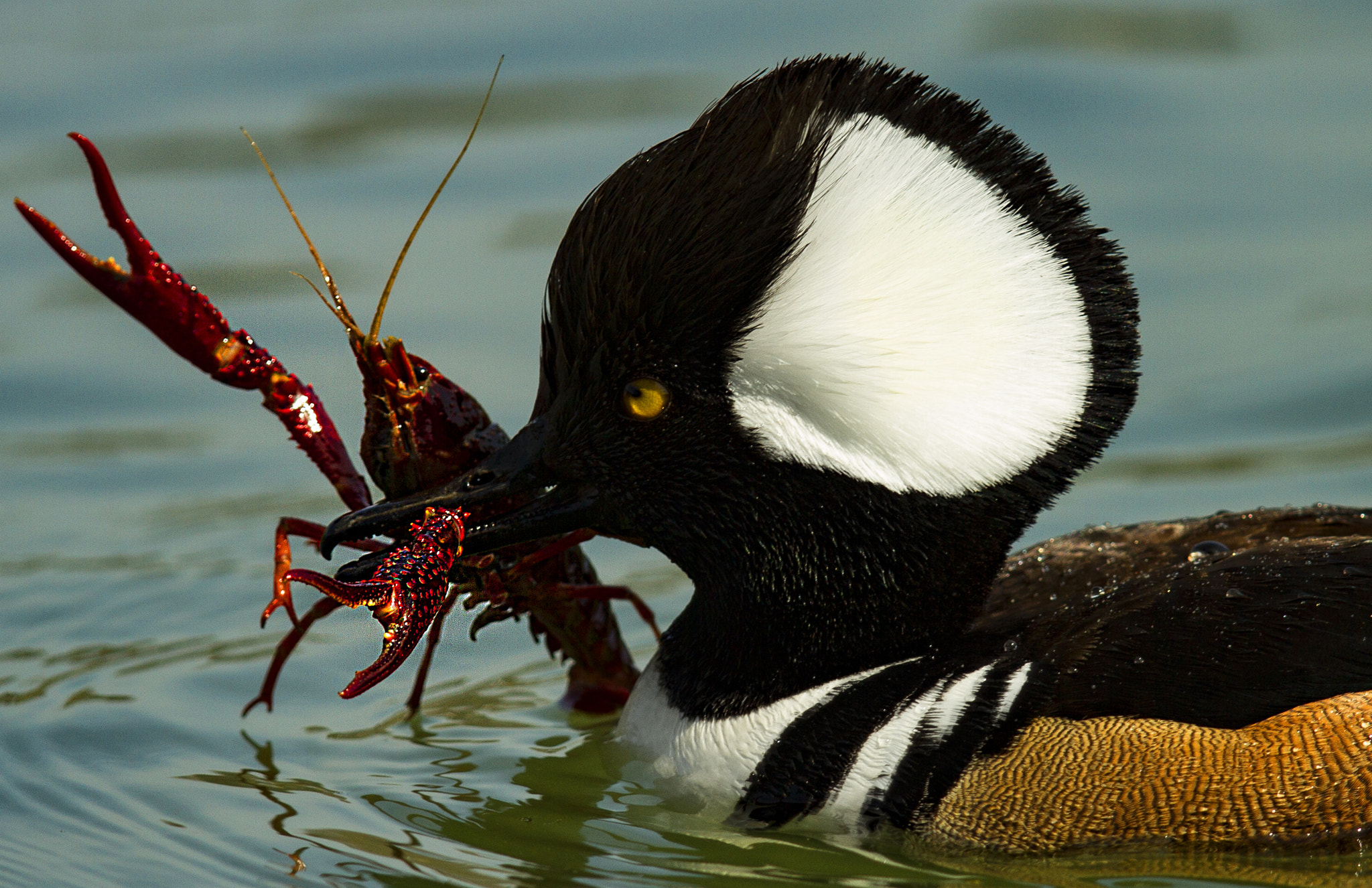 Canon EOS 7D + Canon EF 600mm F4L IS II USM sample photo. Hooded merganser photography