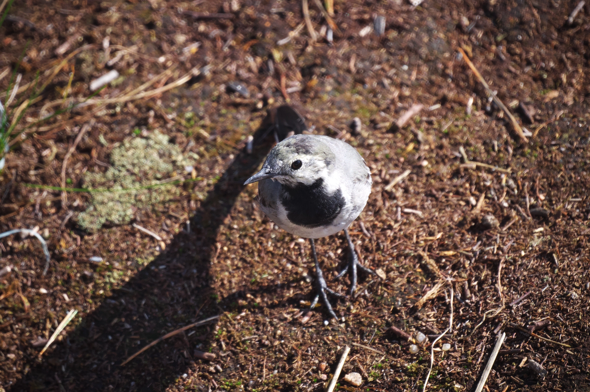 Sony 500mm F8 Reflex sample photo. Motacilla alba close-up. photography