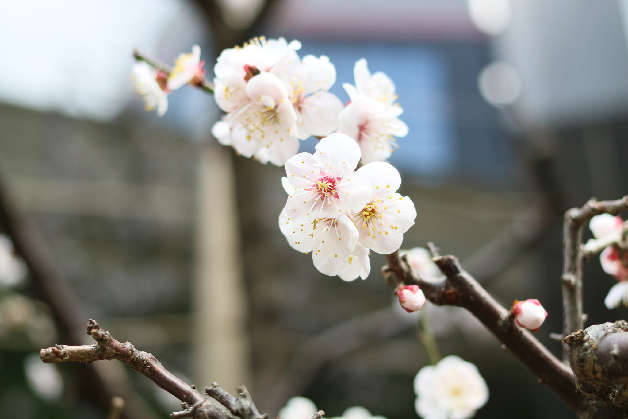 Canon EOS M3 + Canon EF 40mm F2.8 STM sample photo. Plum blossom photography