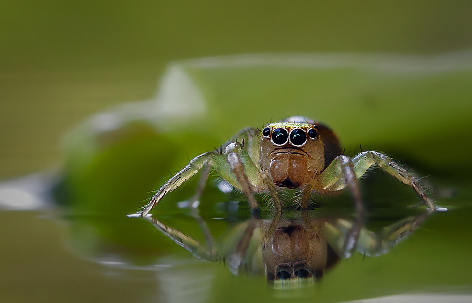 Canon EF-S 60mm F2.8 Macro USM sample photo. Spider on mirror #2 photography